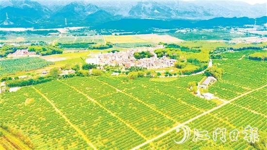 沙湖鎮(zhèn)茶枝柑種植漸成規(guī)模。