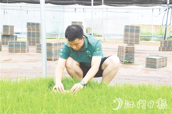 育秧大棚里，王曉庭俯身察看秧苗長勢。