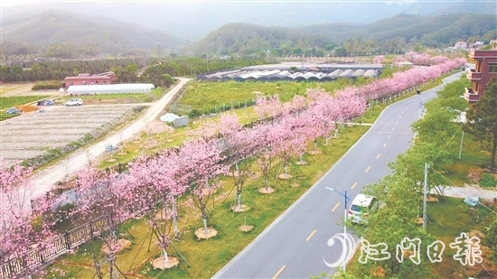 鶴山市堅持全市“一盤棋”推進鄉(xiāng)村綠化工作。圖為鶴城鎮(zhèn)城西村櫻花大道。