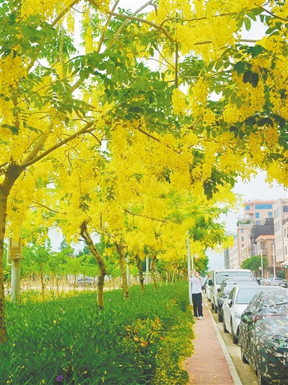 大鰲鎮(zhèn)東風村臘腸花盛開。