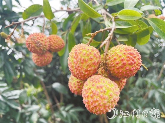 宅梧荔枝已陸續(xù)泛紅。