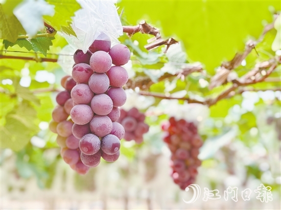 禮樂葡萄皮薄肉厚，甜度高。