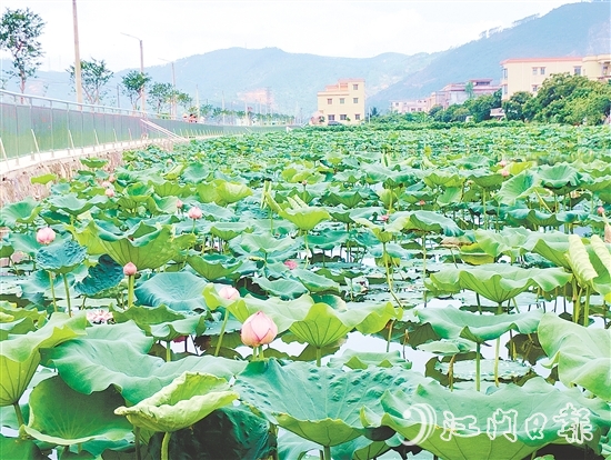 村內(nèi)新增的荷花池風(fēng)景優(yōu)美，成為村民休閑放松的好去處。
