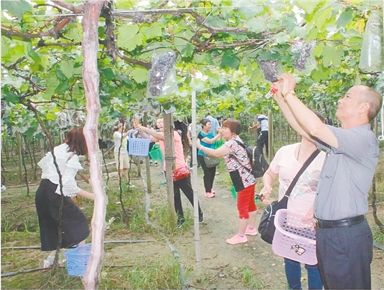 不少游客慕名來到禮樂采摘葡萄。