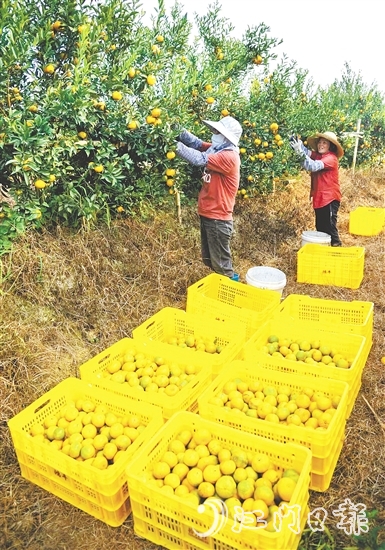 恩平壯大茶枝柑產(chǎn)業(yè)，帶動農(nóng)戶增收致富。