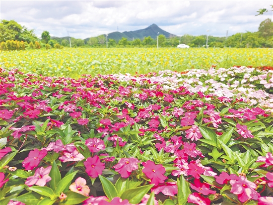 長春花、蘇丹鳳仙花等多種鮮花映襯著大片的向日葵花田，讓城西村成為一片花的海洋。