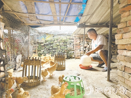 勞大叔掌握養(yǎng)雞技術(shù)后，家里的生活發(fā)生了變化。