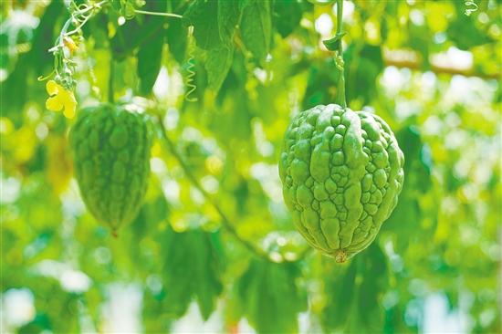 杜阮涼瓜體形肥大，肉厚色綠。