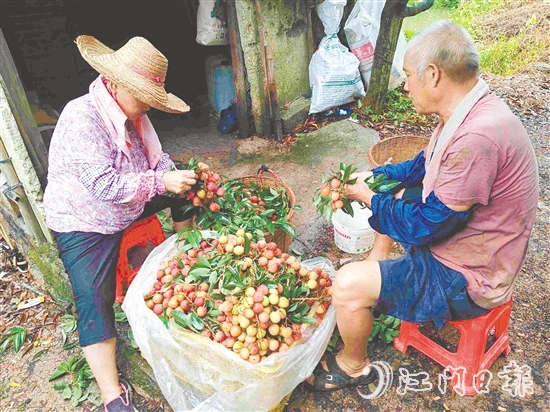 果園內(nèi)，果農(nóng)在整理剛摘下的荔枝。