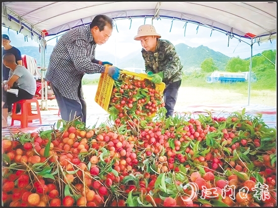 臺山市新時代文明實踐中心發(fā)揮“8+N”志愿服務(wù)總隊牽頭作用，聯(lián)合北陡鎮(zhèn)新時代文明實踐所加強與當?shù)剞r(nóng)業(yè)部門的溝通對接，助力打響北陡荔枝品牌，成為新時代文明實踐的鮮活注腳。