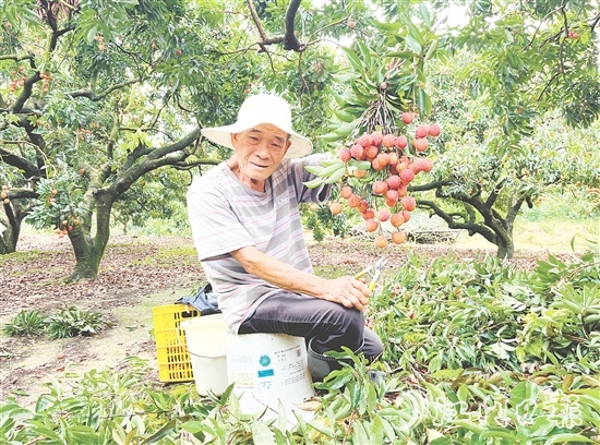 今年宅梧荔枝總產(chǎn)量預(yù)計250萬公斤，目前已陸續(xù)上市。
