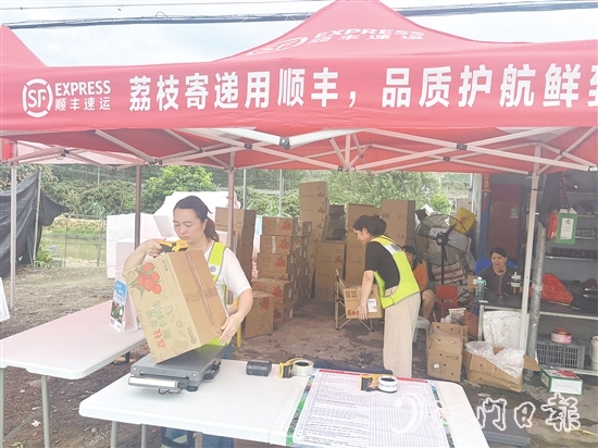 順豐、京東等快遞企業(yè)已進(jìn)駐宅梧鎮(zhèn)荷村村，助力宅梧荔枝走上全國消費(fèi)者的餐桌。
