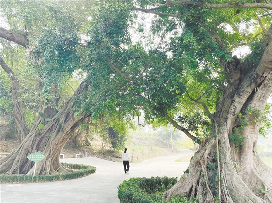 各級在藍田村投入約200萬元完成古樹公園建設(shè)、村道改造及村容村貌整治，提升古村風(fēng)貌。