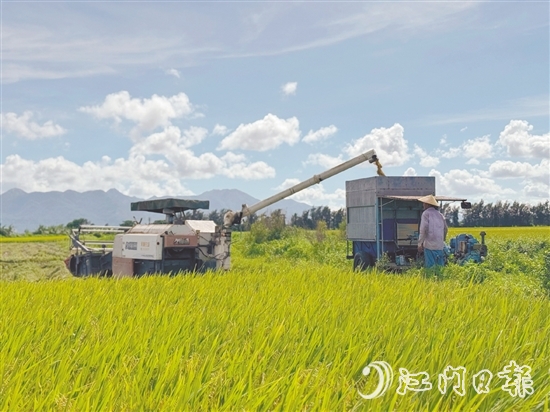 汶村鎮(zhèn)上萬畝稻田迎來豐收，大耕戶爭分奪秒搶收。