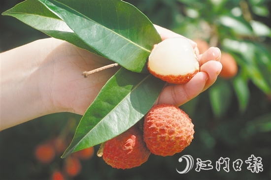 四九鎮(zhèn)荔枝林迎來豐收。