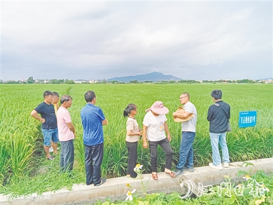 與會(huì)專(zhuān)家在田間為農(nóng)戶現(xiàn)場(chǎng)講解水稻種植要領(lǐng)。