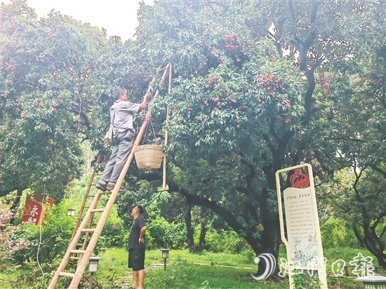 沙崗村的村民忙著摘荔枝。