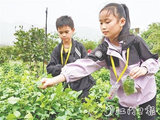 恩平簕菜富含黃酮類(lèi)化合物、生物堿及多種微量元素。
