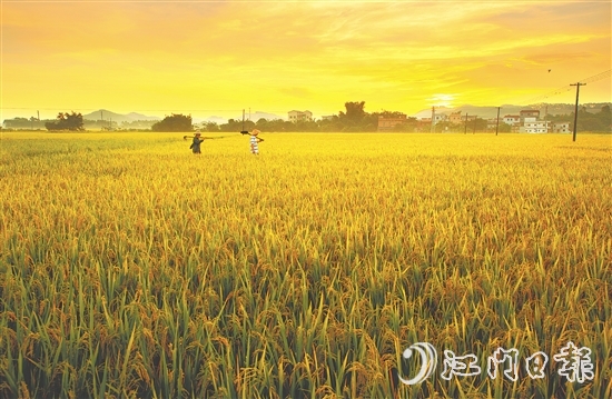 恩平大米富含硒元素，這一得天獨(dú)厚的自然稟賦是區(qū)別于其他產(chǎn)區(qū)大米的核心特質(zhì)之一。