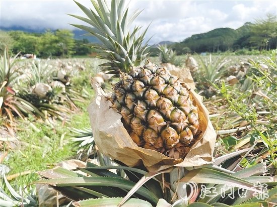 那吉鎮(zhèn)遠(yuǎn)離工業(yè)污染，山清水秀，雨水充沛，氣候溫暖，種出來的鳳梨品質(zhì)優(yōu)良。