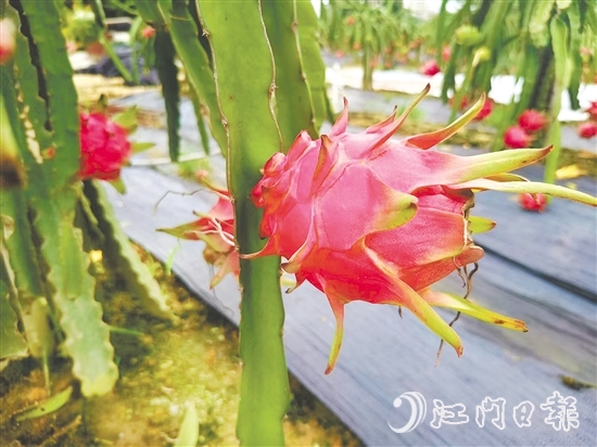 紅肉火龍果甜度高、營養(yǎng)價(jià)值豐富。