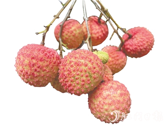 沙湖鎮(zhèn)種出的掛綠荔枝甜脆香糯。