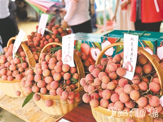 北陡鎮(zhèn)的雙肩玉荷包荔枝錯(cuò)峰上市。