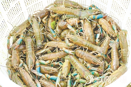 藍(lán)龍蝦一出塘就被送往廣深等地的餐飲店。