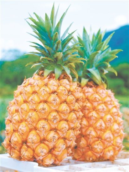 恩平那吉鳳梨。