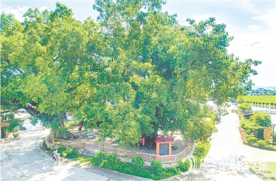 廣海鎮(zhèn)靖安村緊緊圍繞得天獨厚的“綠色瑰寶”，全力打造獨具“海絲”風(fēng)情的菩提古樹公園。