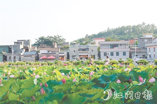 荷花嘉年華開幕以荷為紐帶，精心策劃多個特色環(huán)節(jié)，為游客帶來沉浸式體驗。
