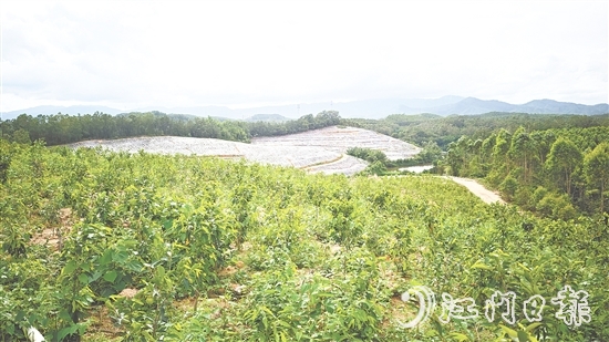 鶴城鎮(zhèn)坑尾村搶抓政策機遇，整合土地資源，成功引入廣東華南鶴香農業(yè)發(fā)展有限公司投資約2億元，孵化沉香產業(yè)“一條鏈”。