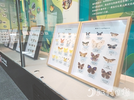 精美的昆蟲標(biāo)本引人注目。