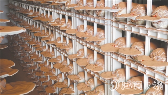 健芝緣的生產(chǎn)基地，整齊排列的靈芝栽培車間格外引人注目，潔凈的無土化管理體系清晰可見。