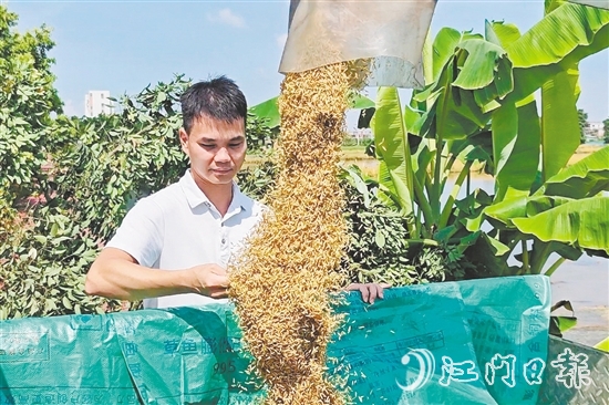 張和順第一時間觀察采收的早造稻谷。