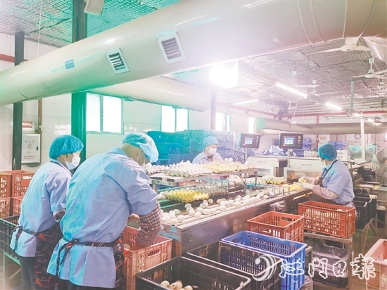 近年來(lái)，白沙鎮(zhèn)龔邊村咸蛋產(chǎn)業(yè)迎來(lái)蓬勃發(fā)展，小小咸蛋鋪就村民的共富路，位于該村的威勝蛋品加工廠專注傳統(tǒng)咸蛋制作，年產(chǎn)值達(dá)2000萬(wàn)元。