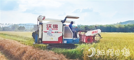 截至7月20日，恩平全市早稻收割進度已達98.4%，預(yù)計總產(chǎn)量約7.62萬噸。