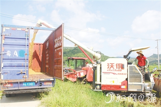 恩平市牛江供銷社馬龍?zhí)练N植示范基地早造稻谷迎來豐收。