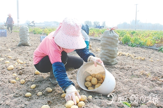 恩平市社村聯(lián)合會推動馬鈴薯產(chǎn)業(yè)做大做強(qiáng)，助力村民增收。