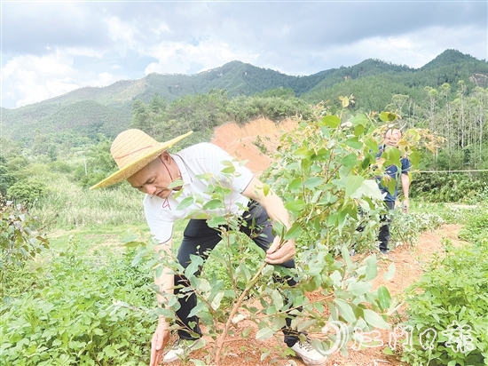 梁錦池在扶正倒伏的桉樹。