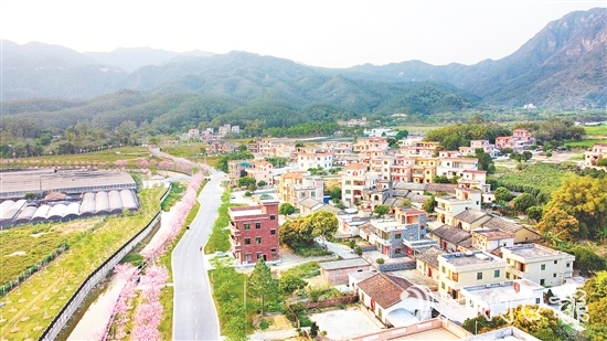 每到花期，鶴城鎮(zhèn)城西村的櫻花大道便會披上“粉裝”。