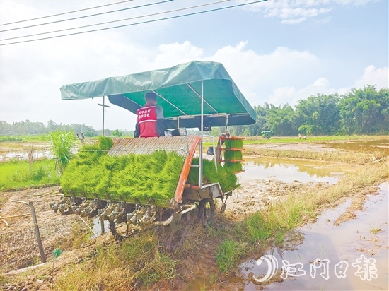 君堂鎮(zhèn)太平村啟動晚稻插秧工作，采用合理密植提單產(chǎn)技術(shù)，嚴(yán)格把控秧苗之間的行距、株距。