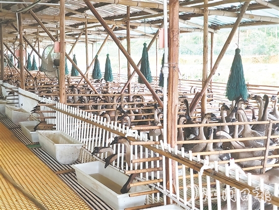 馬岡鵝從田間地頭的“土特產(chǎn)”升級(jí)為市場(chǎng)認(rèn)可的“金招牌”。