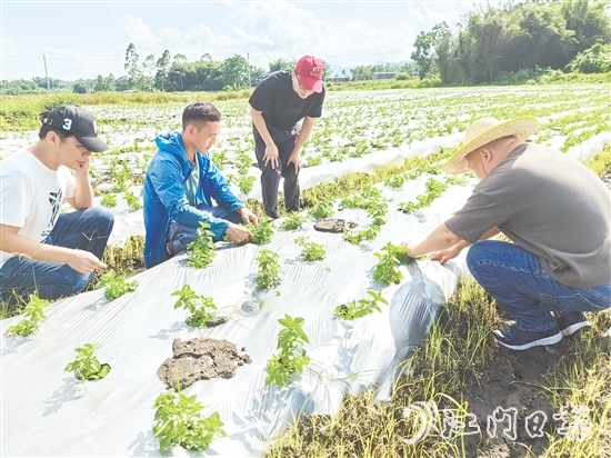大廠村是馬岡鎮(zhèn)知名的涼粉制作大村，村里約有13公頃（200多畝）的涼粉草種植基地。