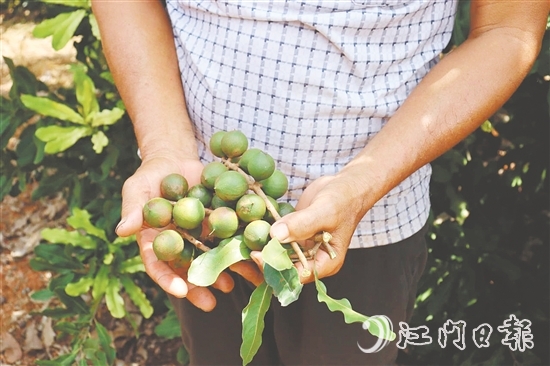 新連村澳洲堅(jiān)果種植基地堅(jiān)果樹結(jié)出的果子碩大無比。