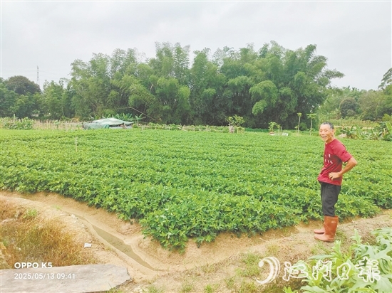 眼見推廣種植花生新品種效益高，收入增加了，南中村村民喜笑顏開。
