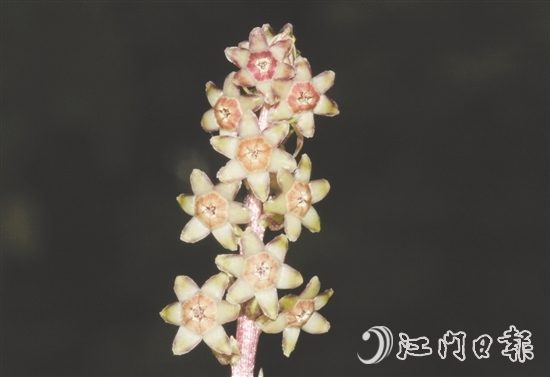 七星坑球子草是首個以“七星坑”命名的植物新種。