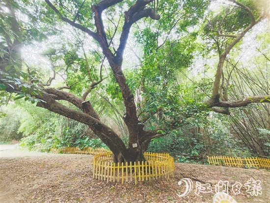 在人大監(jiān)督推動(dòng)下，開(kāi)平市368棵古樹(shù)全部登記在冊(cè)，掛上保護(hù)牌。