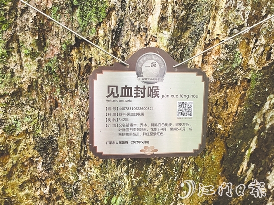 大沙鎮(zhèn)在人大代表推動(dòng)下，為見(jiàn)血封喉樹(shù)制訂專(zhuān)項(xiàng)保護(hù)方案，建立古樹(shù)“健康臺(tái)賬”。