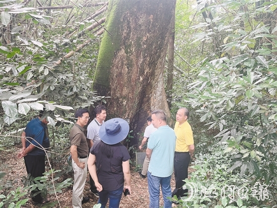 開(kāi)平市人大常委會(huì)實(shí)地調(diào)研督導(dǎo)關(guān)于見(jiàn)血封喉古樹(shù)的重點(diǎn)建議辦理落實(shí)情況。